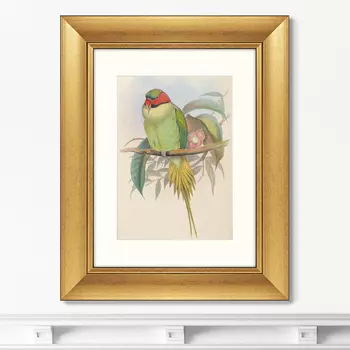 Картина Bonaparte's Parakeet, 1850г. (40,5х50,5 см)