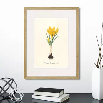 Картина Botany illustration №10, 1836г. (32х42 см)