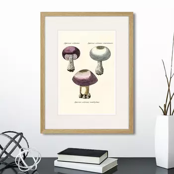 Картина Botany illustration №11, 1836г. (32х42 см)