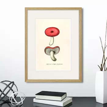 Картина Botany illustration №12, 1836г. (32х42 см)