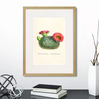 Картина Botany illustration №13, 1836г. (32х42 см)