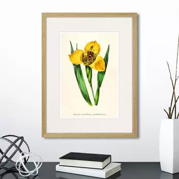 Картина Botany illustration №14, 1836г. (32х42 см)