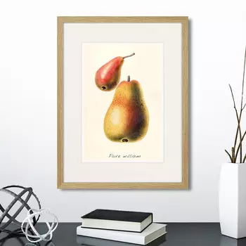 Картина Botany illustration №16, 1836г. (32х42 см)