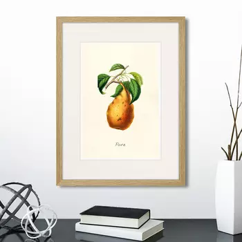 Картина Botany illustration №18, 1836г. (32х42 см)