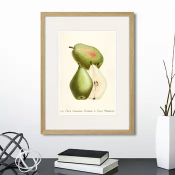 Картина Botany illustration №19, 1836г. (32х42 см)