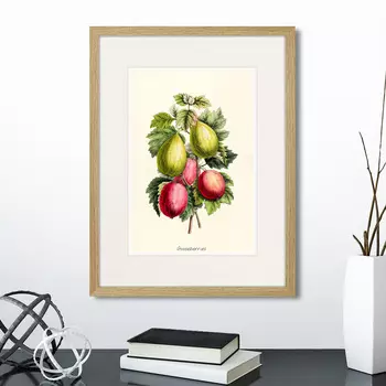 Картина Botany illustration №20, 1836г. (32х42 см)