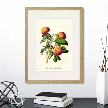 Картина Botany illustration №22, 1836г. (32х42 см)