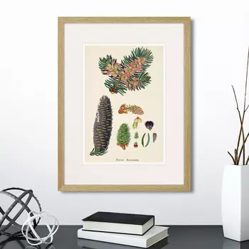 Картина Botany illustration №2, 1836г. (32х42 см)