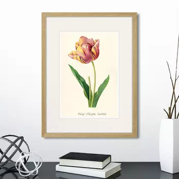 Картина Botany illustration №3, 1836г. (32х42 см)