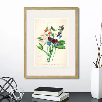 Картина Botany illustration №4, 1836г. (32х42 см)