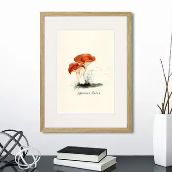 Картина Botany illustration №5, 1836г. (32х42 см)