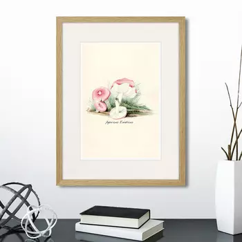 Картина Botany illustration №6, 1836г. (32х42 см)