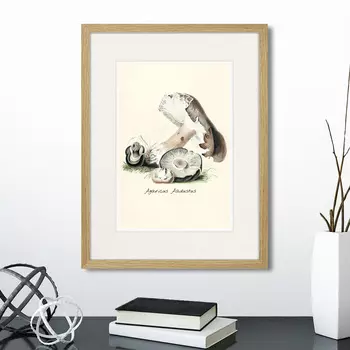 Картина Botany illustration №7, 1836г. (32х42 см)