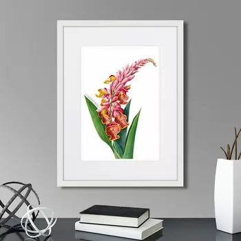 Картина Caribian Flora Pink Alpinia, 1740г. (32х42 см)