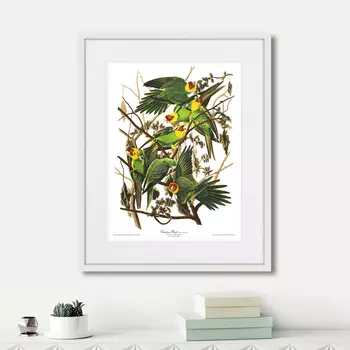 Картина Carolina Parrot, 1841г. (42х52 см)