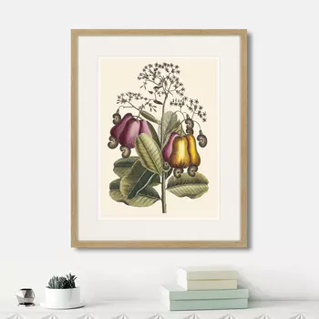 Картина Cashew Tree, 1742г. (42х52 см)