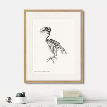 Картина Chrysotis Braziliensis, 1867г. (42х52 см)