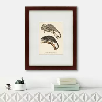 Картина Des Reptiles (42х52 см)