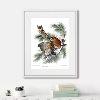 Картина Eastern Screech owl, 1845г. (42х52 см)