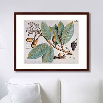 Картина Exotic plants of the world №5, 1815г. (79х100 см)