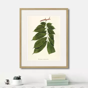 Картина Fragmenta botanica №10, 1809г. (42х52 см)