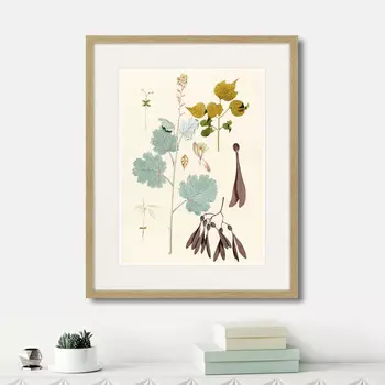 Картина Fragmenta botanica №12, 1809г. (42х52 см)