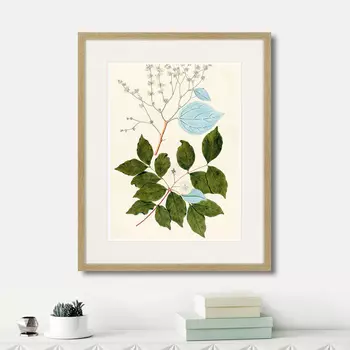 Картина Fragmenta botanica №3, 1809г. (42х52 см)