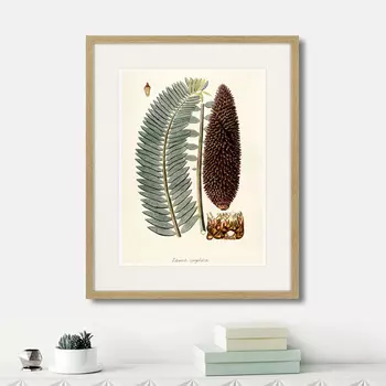 Картина Fragmenta botanica №5, 1809г. (42х52 см)