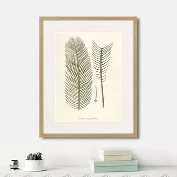 Картина Fragmenta botanica №9, 1809г. (42х52 см)