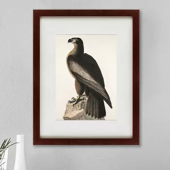 Картина Great American Sea Eagle (47х60 см)