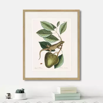 Картина Guana (Lacertus Indicus), 1742г. (42х52 см)