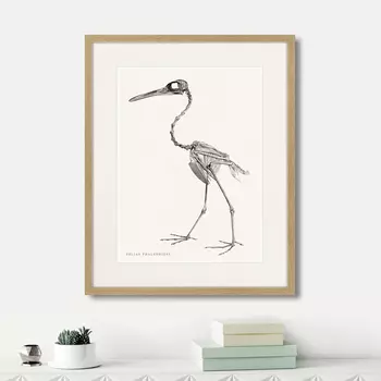 Картина Helias Phalenoides, 1867г. (42х52 см)