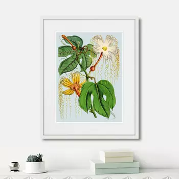 Картина Himalaya Plants Hodsgonia Flower White And Yellow, 1869г. (42х52 см)