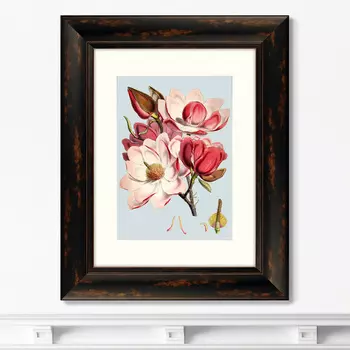 Картина Himalaya Plants Pink Flower, 1869г. (40,5х50,5 см)