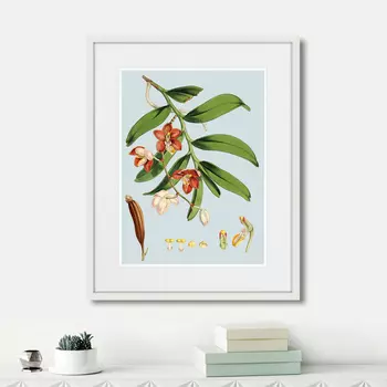 Картина Himalaya Plants White And Orangered Flowers, 1869г. (42х52 см)