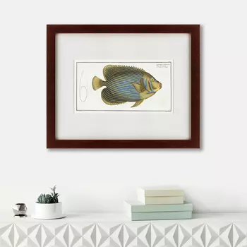 Картина Imperator Angelfish (42х52 см)