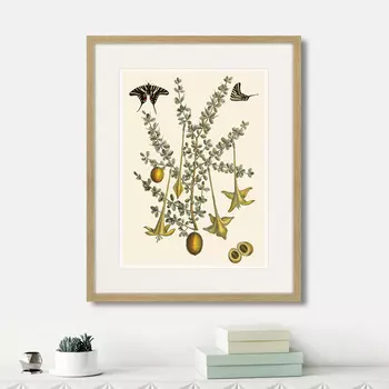 Картина Juicy fruit lithography №1, 1870г. (42х52 см)