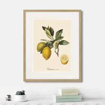 Картина Juicy fruit lithography №3, 1870г. (42х52 см)
