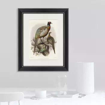 Картина Китайский Кольчатый Фазан (42х52 см)