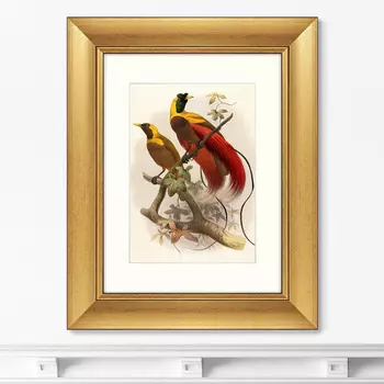 Картина Красная Райская Птица (40,5х50,5 см)