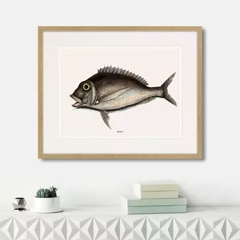 Картина Marine life №7, 1725г. (42х52 см)