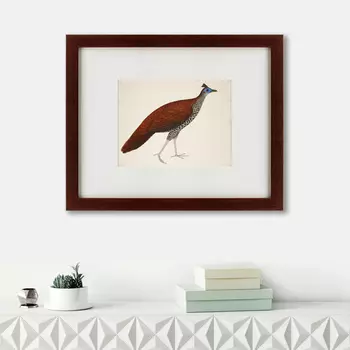 Картина Огненноспинная Лофура №1 (42х52 см)