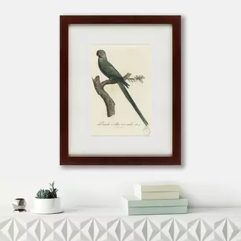 Картина Perruche A Collier Rose (42х52 см)