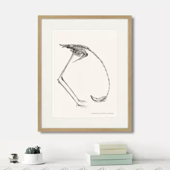 Картина Phanicopterus ruber, 1867г. (42х52 см)