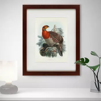 Картина Серобрюхий Трагопан (42х52 см)