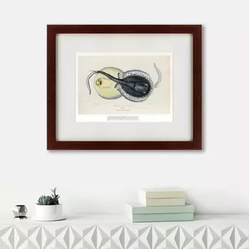 Картина Spotted Ray (42х52 см)