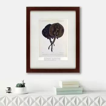 Картина Stingrays (42х52 см)