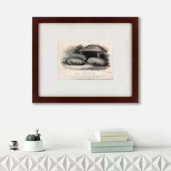 Картина Three Middlesex Pigs (42х52 см)