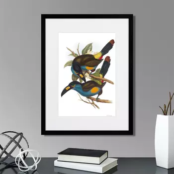 Картина Toucans №4, 1849г. (32х42 см)