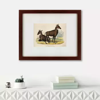 Картина Two Nilgais (42х52 см)